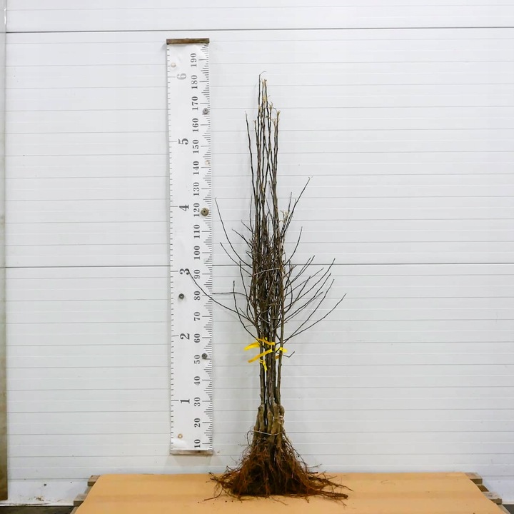 SADZONKI DRZEWKA OWOCOWE JABŁOŃ KOKSA POMARAŃCZOWA O SMAKU GRUSZKI