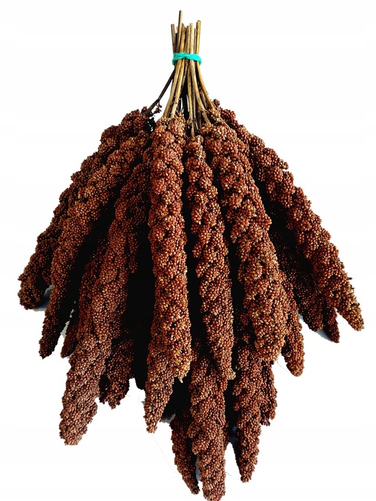 PROSO SENEGALSKIE CZERWONE w KŁOSACH 1kg JAKOŚĆ POKARM DLA PTAKÓW PAPUG