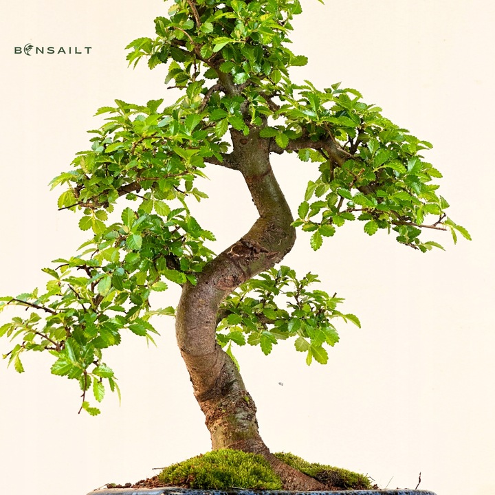 Drzewko Bonsai Wiąz Chiński 25–30 cm – Ulmus parvifolia P15 S