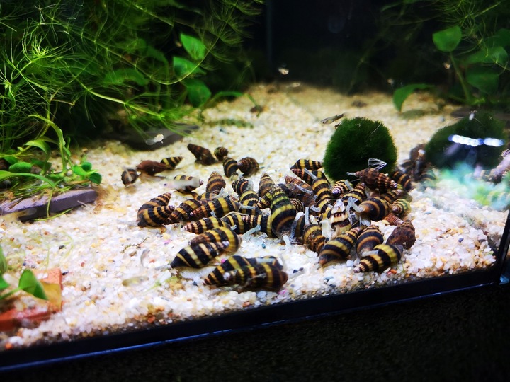 ŚLIMAK Anatome Helene HELENA - PAKIET!! 10 helenek