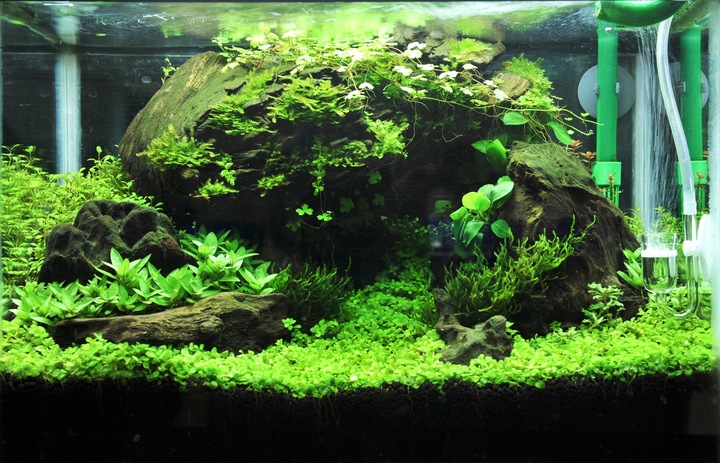 Oświetlenie LED do akwarium lampa LED do akwarium BELKA LED NANO SPECTRUM