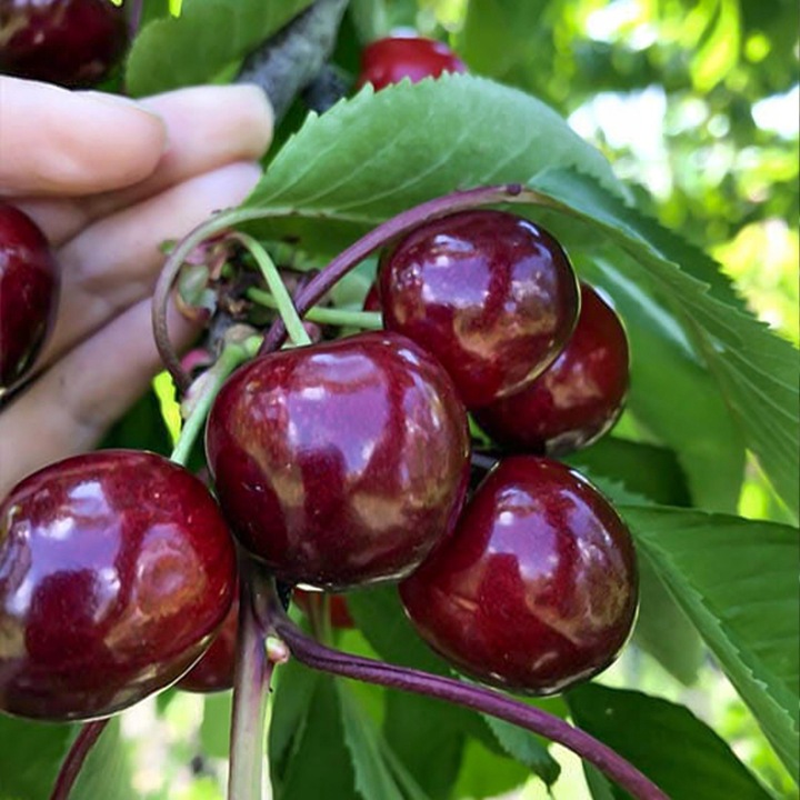 DRZEWKA OWOCOWE CZEREŚNIA TAMARA NAJWIĘKSZE SŁODKIE OWOCE SADZONKI