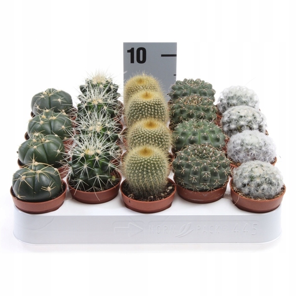 Kaktusy Zestaw Mix 6 Różnych Kaktusów Opuncja Kaktus Prezent Sukulent