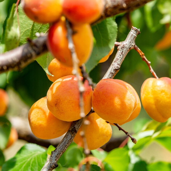 MORELE SUSZONE NATURALNE 1kg HiFOOD Bez Pestek NIESIARKOWANE zbiór 2025