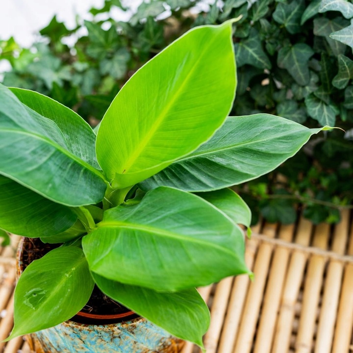 Musa Dwarf 'Cavendish' Bananowiec - EGZOTYCZNY BANAN W DOMU - Duże Liście