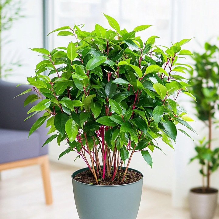 Laurus Nobilis WŁASNY LIŚĆ LAUROWY - Wawrzyn Szlachetny - Drzewko Do