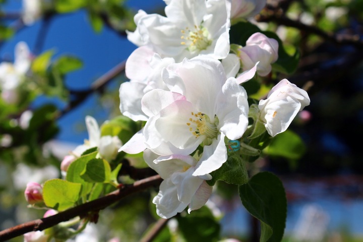 JABŁOŃ PAPIERÓWKA - NAJWCZEŚNIEJSZE- KARŁOWA !!!