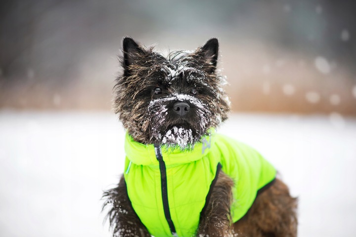 Dwustronna kurtka dla psa zielona-czarna, r. S40