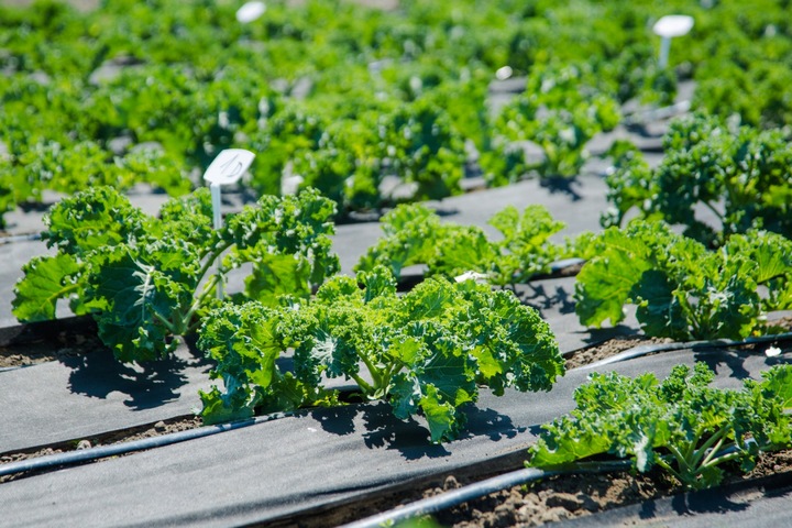 AGROWŁÓKNINA UV P-150G/M2 1,6x20m CZARNA GRUBA!!!