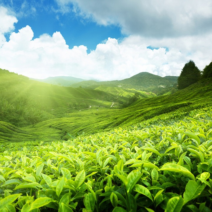 MATCHA 100g sproszkowana ZIELONA HERBATA