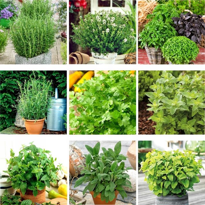 ZESTAW ZIÓŁ "ŚRÓDZIEMNOMORSKI RAJ" ZIOŁA PRZYPRAWY 9 ODMIAN NASIONA 51Seed