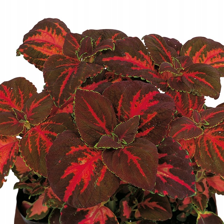 ZESTAW do uprawy na PREZENT Koleusy Pokrzywki "JUŻ WYSIANE" nasiona