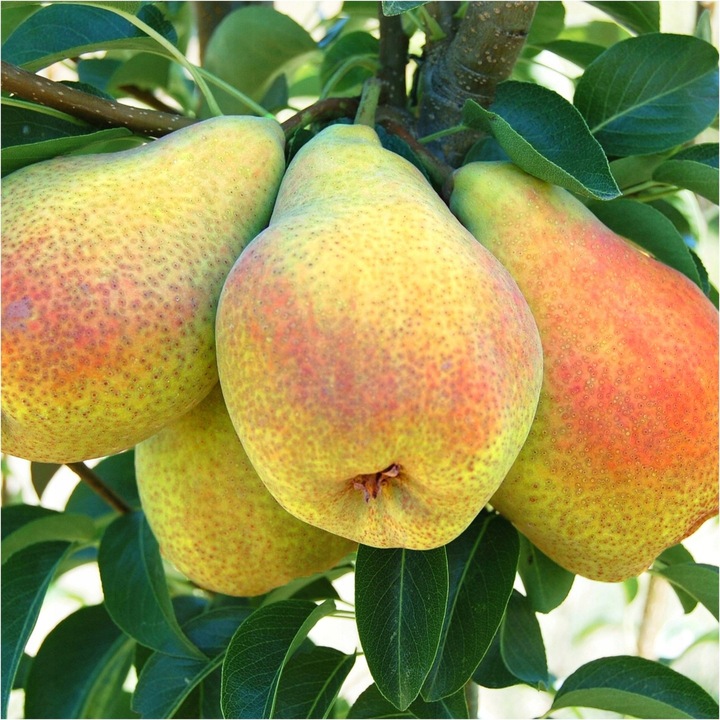 Grusza FAWORYTKA / KLAPSA słodka STARA ODMIANA klasyk sadzonka