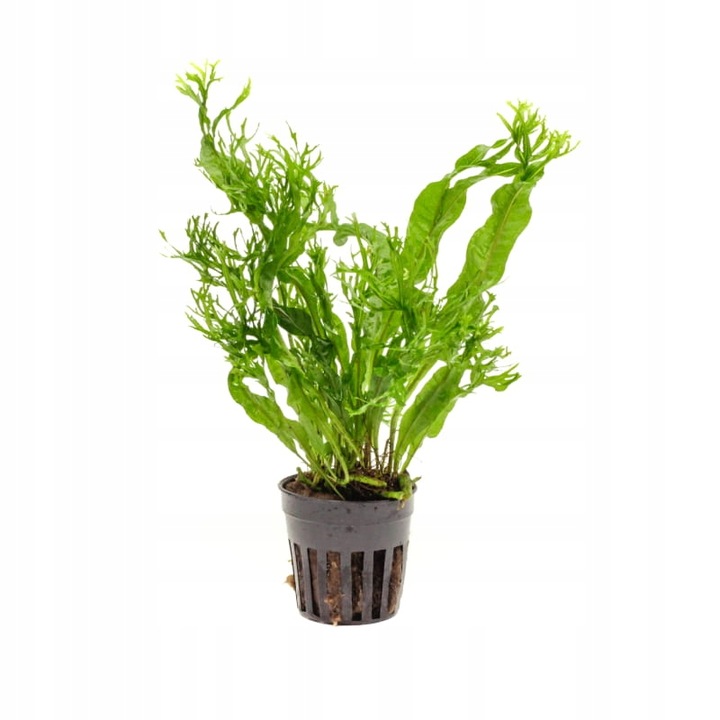 MICROSORIUM WINDELOV D roślina sadzonka do akwarium