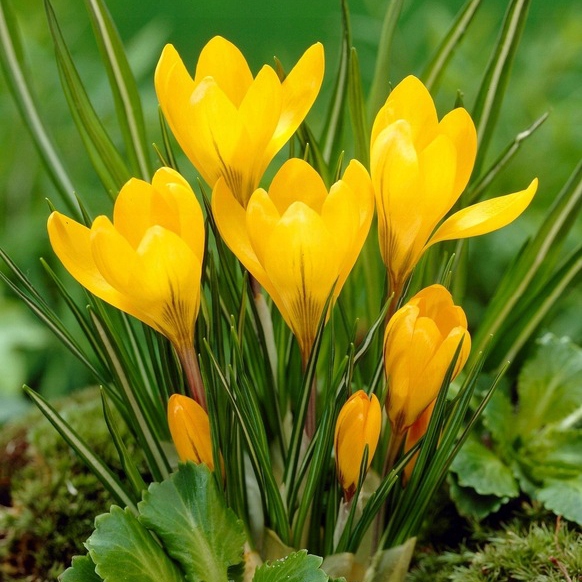 KROKUS cebulki WIOSENNY ŻÓŁTY ROMANCE do donic i gruntu 100 szt. +