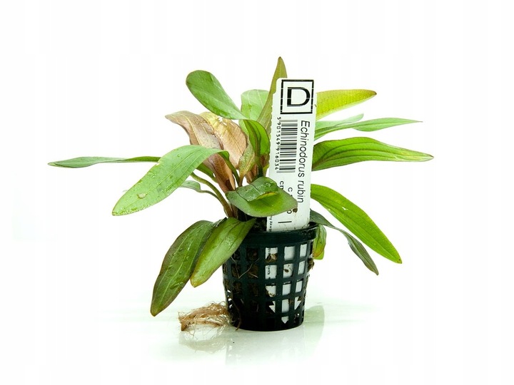 Echinodorus Rubin (Żabienica) koszyk