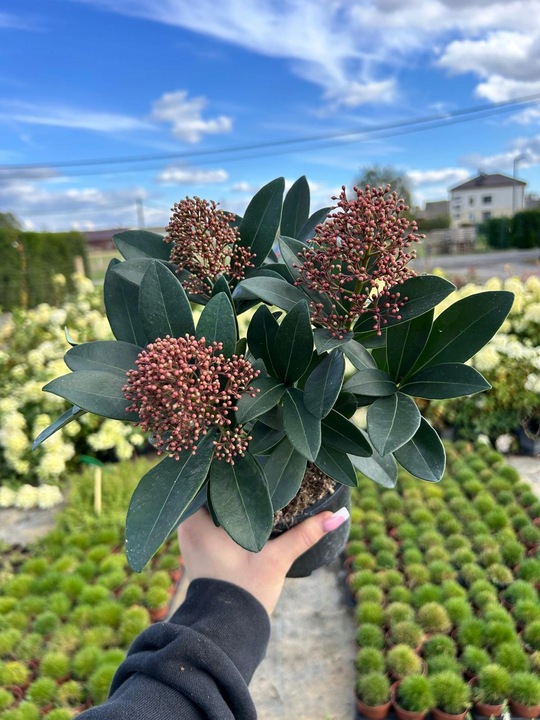 SKIMIA JAPOŃSKA Duże Sadzonki 1L 'Rubella'