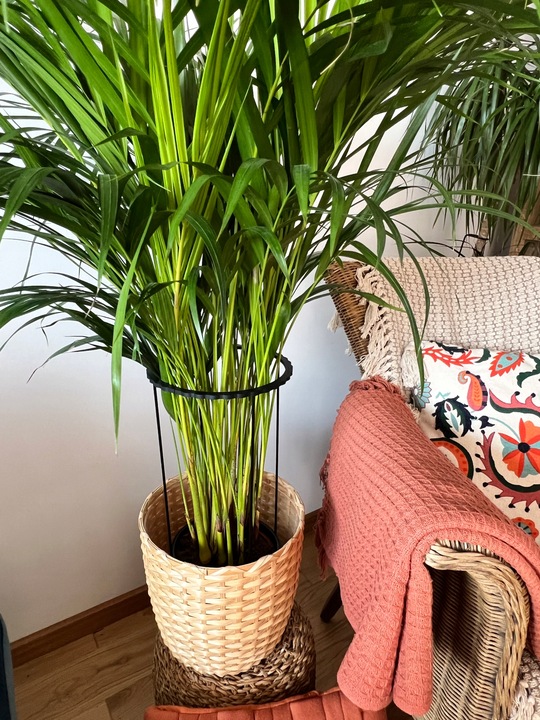 Podpora Roślin Kwiatów Obejma Pierścieniowa Obręcz Podpórka RING 2w1XL