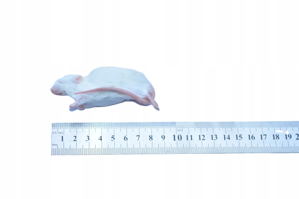 Myszy mrożone 30g+ 30sztuk + suchy lód