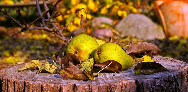 Grusza KLAPSA dobrze nam znana PYSZNA FAWORYTKA
