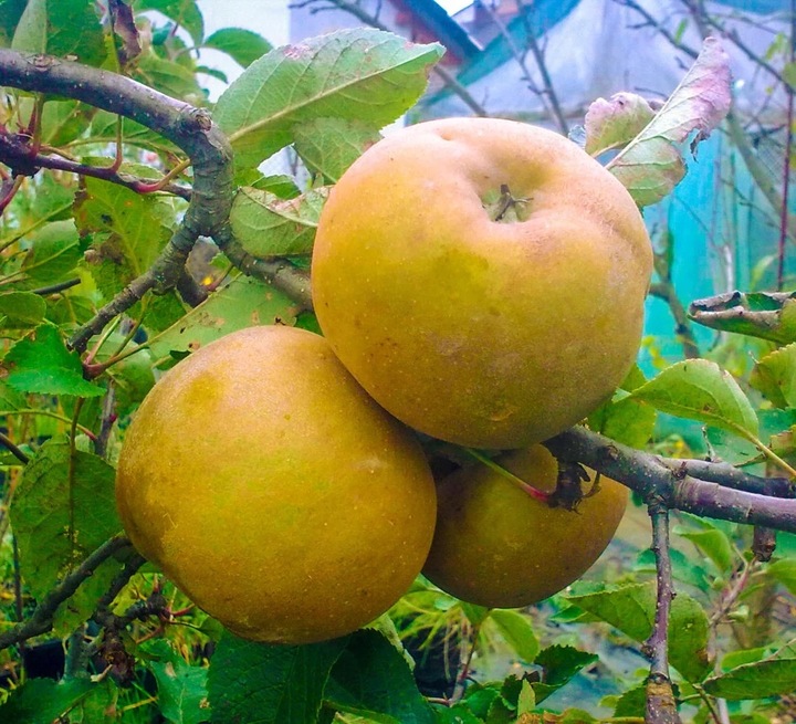 Jabłoń SZARA RENETA stara odmiana WYŚMIENITA na szarlotkę i przetwory