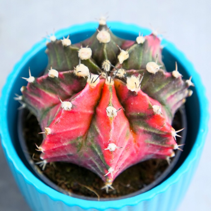 KOLOROWY KAKTUS Gymnocalycium mihanovichii Variegata NA KAŻDĄ OKAZJĘ