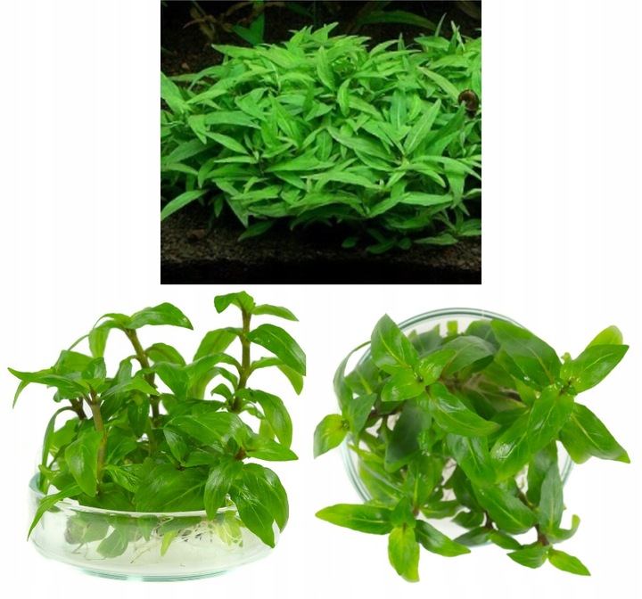 ZESTAW ROŚLIN środkowy plan środek ŁATWY ZESTAW ROŚLIN + gratis PĘSETA