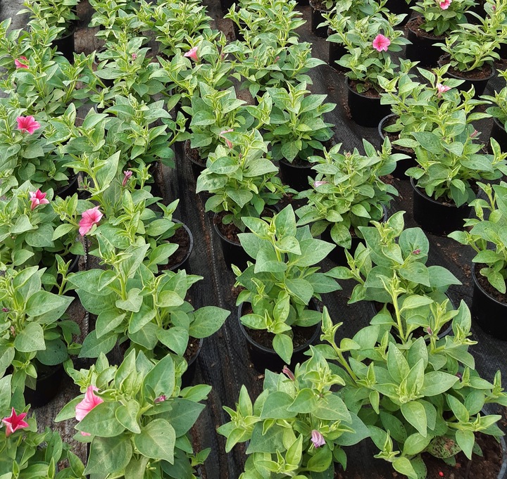 SUPERTUNIA VISTA BUBBLEGUM 6 SZTUK