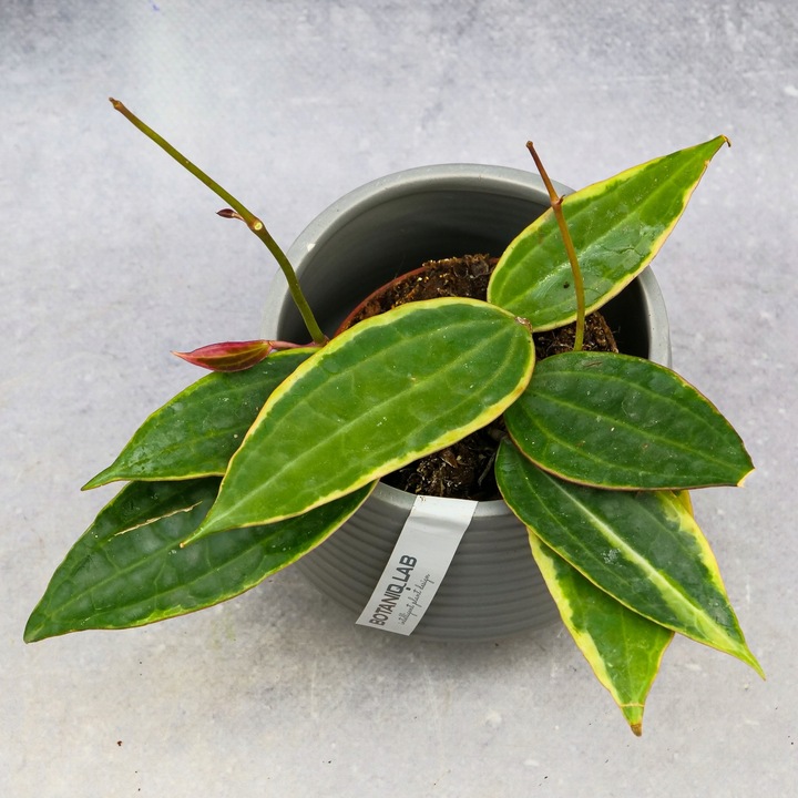 Zestaw do zrobienia podłoża przepuszczalnego, luźnego dla roślin 8L