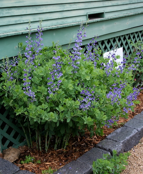 Baptysja Błękitna Bylina DŁUGOWIECZNA Mrozoodporna -35 Stopni Sadzonka