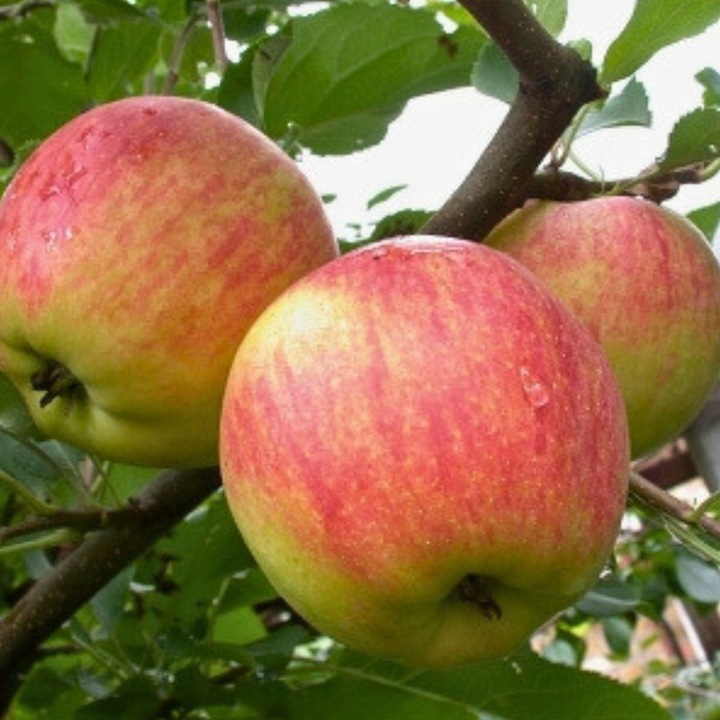 SADZONKI DRZEWKA OWOCOWE JABŁOŃ KOKSA POMARAŃCZOWA O SMAKU GRUSZKI