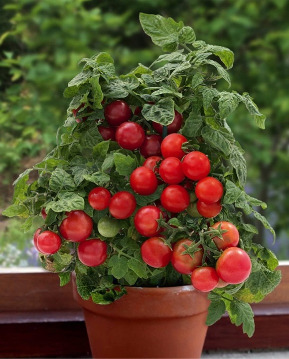 ZESTAW DO UPRAWY POMIDOR VILMA POMIDORY KOKTAJLOWE NASIONA 10x WIELOLETNIA