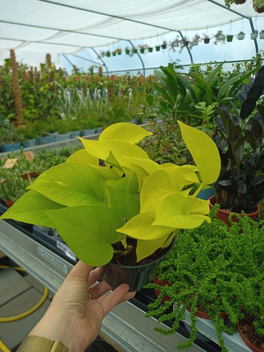 Epipremnum Golden Pothos Neon Żółty Gold Złocisty Scindaptus Epiprenium