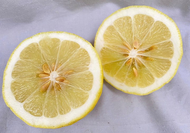 CYTRYNA SKIERNIEWICKA Cytrus