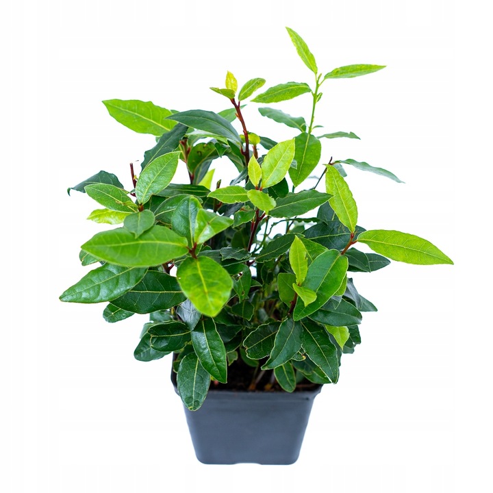 Laurus Nobilis WŁASNY LIŚĆ LAUROWY - Wawrzyn Szlachetny - Drzewko Do