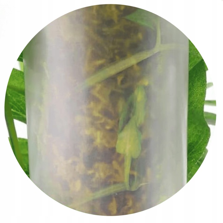 Podpora do roślin pnączy do mchu Sphagnum Palik Tyczka Do Monstery 50