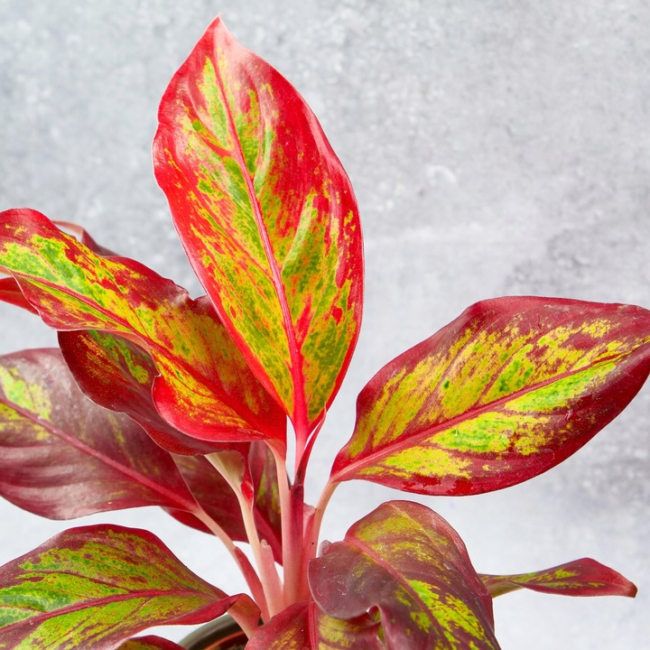 AGLAONEMA Crete FLAMES Red d9cm Niesamowicie wybarwiona PŁOMIENNA