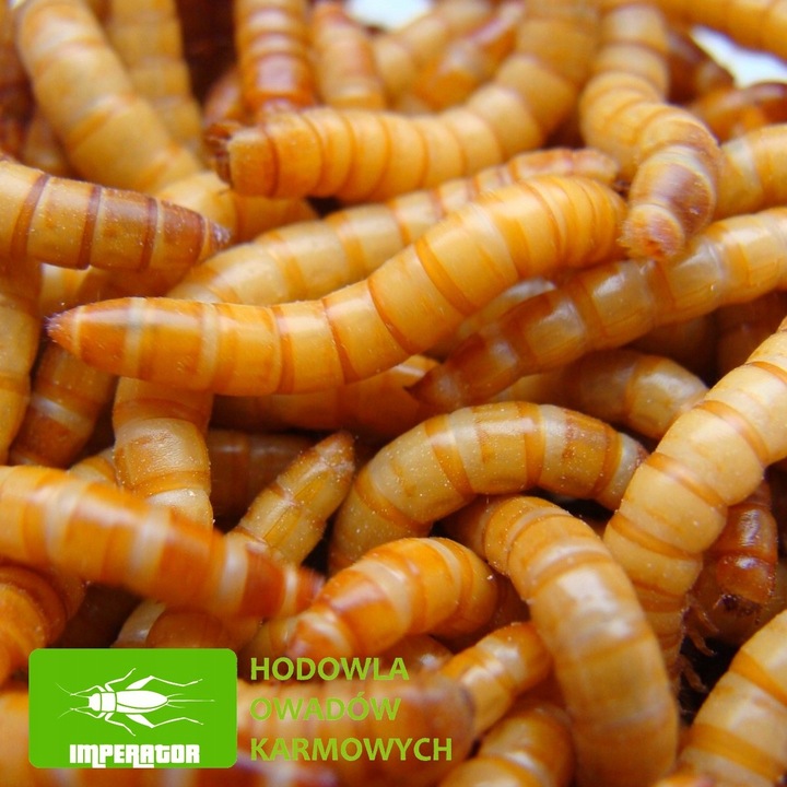 Mącznik młynarek - 1000 ml, 1 litr + legalna wysyłka