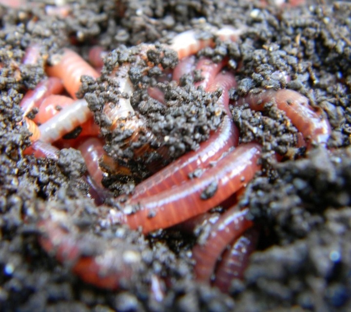 Naturalny Kompost Ekologiczny od Dżdżownic