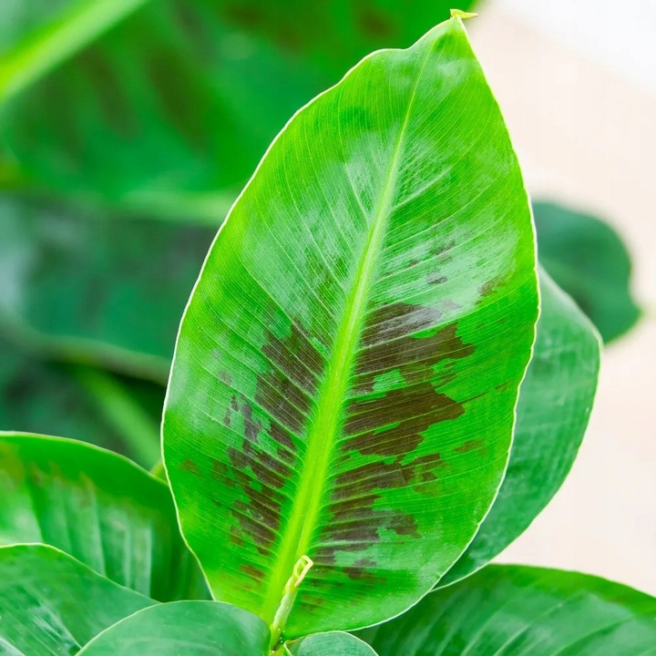 Musa acuminata Bananowiec - EGZOTYCZNY BANAN W DOMU - Duże Liście