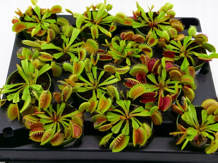 Muchołówka Dionaea Muscipula RED DRAGON OWADOŻERNA Zimoodporne