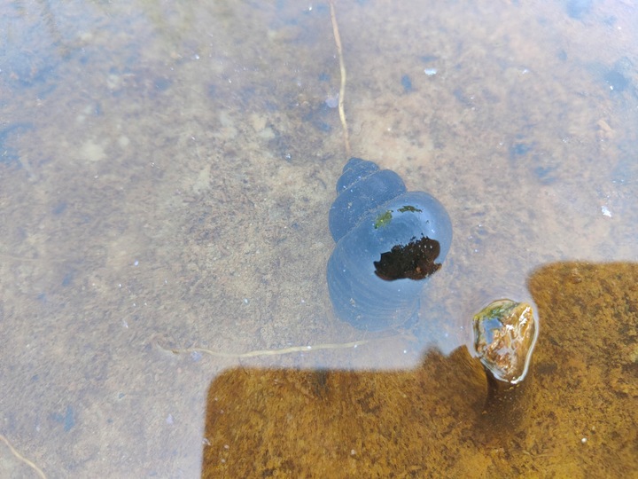 5 x Ślimak do oczka Żyworodka pospolita Filtruje