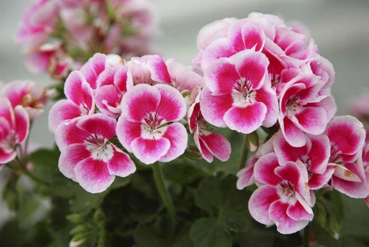 ZIEMIA DO PELARGONII SURFINII BEGONII PETUNII BRATKÓW balkonowych 60L nawóz