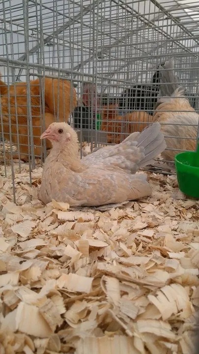 Bezpyłowe trociny ProBioBED Plus dla gryzoni jeży kur koni królika - 250 l