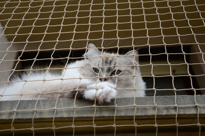 ZESTAW SIATKA NA BALKON 6x3m Z DRUCIKIEM PREMIUM DLA KOTA BEZ WIERCENIA