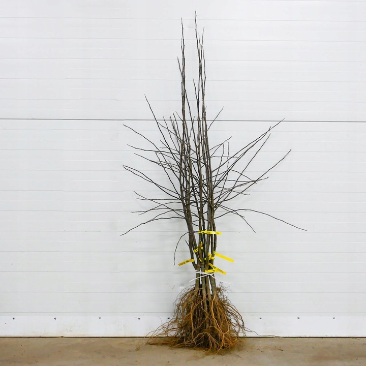 SADZONKI DRZEWKA OWOCOWE JABŁOŃ MALINOWA OBERLANDZKA MALINÓWKA STARA