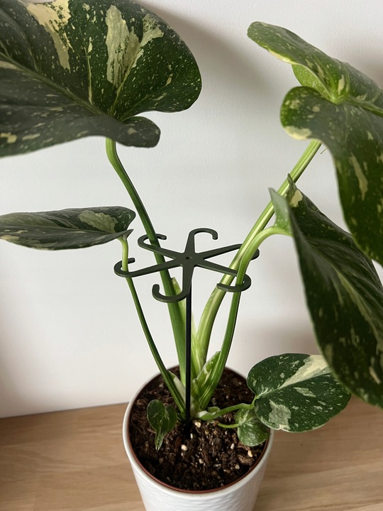 Podpórki do kwiatów podpórka chwytak z prętem 33cm OCTOPUS M 15cm 3 szt.