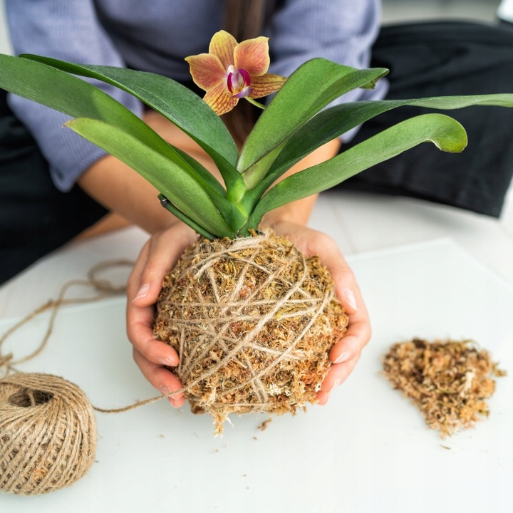 Mech Sphagnum 8L Besgrow Spagmoss Classic torfowiec 100G podłoże pH