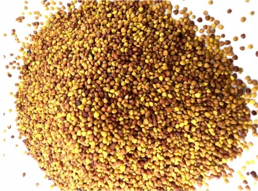 MIKROKONICZYNA drobnolistna KONICZYNA trawa nasiona 100 m² 0,5kg