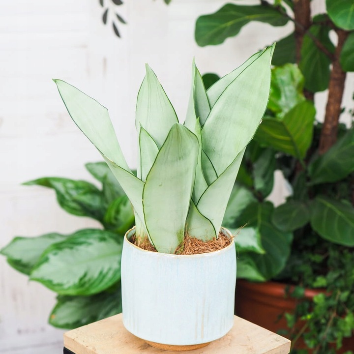 Sansevieria'Moonshine' KSIĘŻYCOWA PIĘKNOŚĆ -Sansewieria Wytrzymały Sukulent